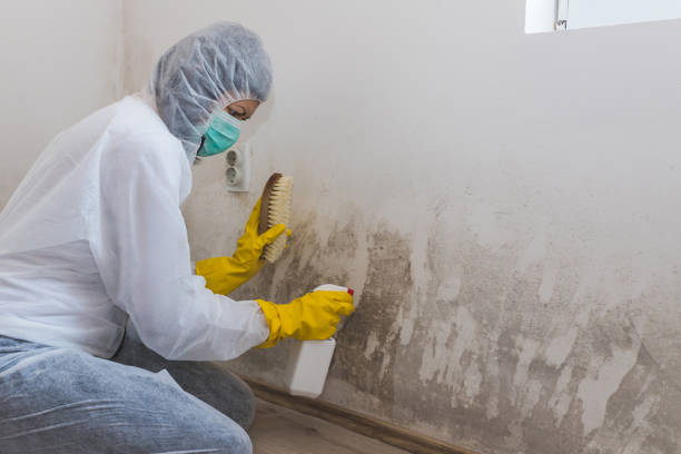 Best Mold Documentation for Insurance Claims  in Williamsport, OH